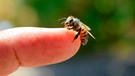 Eine Biene sitzt auf einem Finger  | Bild: mauritius images / EyeEm / Paul Thomas