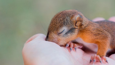 Ein Eichhörnchen-Baby schläft auf einer Hand | Bild: mauritius images / Anna Maloverjan / Alamy / Alamy Stock Photos