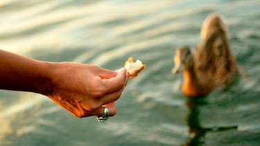 Frauenhand hält Ente Brotstück hin | Bild: mauritius images / Michael McCann / Alamy / Alamy Stock Photos
