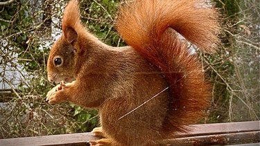 Eichhörnchen frisst Nuss | Bild: Astrid Hickisch, BR