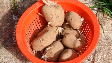 Triebe und grüne Stellen an Kartoffeln, Knoblauch und Zwiebeln | Bild: mauritius images / Aurélie Le Moigne / Alamy / Alamy Stock Photos