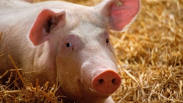 Schwein | Bild: mauritius images / Herrmann Agenturfotografie / Alamy / Alamy Stock Photos