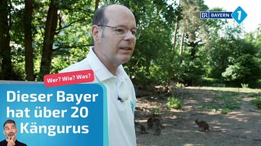 Dieser Bayer hat über 20 Kängurus im Garten | Bild: BR