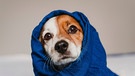 Hund in einer Decke | Bild: mauritius images  EyeEm  Eva Blanco