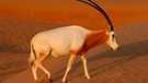 Eine Säbelantilope wandert über eine Sanddüne | Bild: mauritius images/ / ImageBroker / picDetailCopyrightAddition