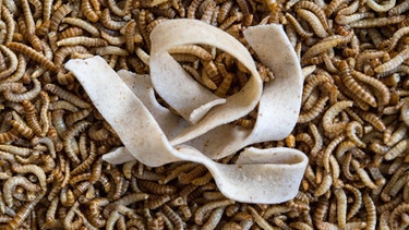 Larven des Getreideschimmelkäfers mit Nudeln, die Pulver aus diesen Larven enthalten | Bild: dpa/picture alliance