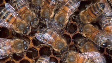 Biene beim Schwänzeltanz | Bild: mauritius-images