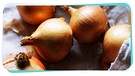 Zwiebeln liegen auf einem Tuch | Bild: mauritius images