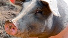 Lächelndes Schwein | Bild: mauritius images / Koi88 / Alamy / Alamy Stock Photos
