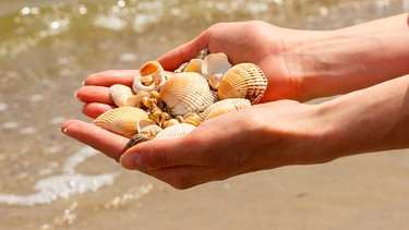 Auf einer ausgestreckten Hand liegen gesammelte Muscheln. | Bild: mauritius images / Ratmaner / Alamy / Alamy Stock Photos