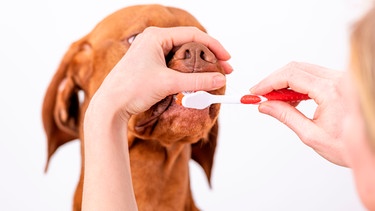 Großer Hund bekommt die Zähne geputzt | Bild: mauritius images  Andrea Obzerova  Alamy  Alamy Stock Photos