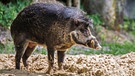 Visayas-Pustelschwein im Münchner Tierpark Hellabrunn / Keine Sau interessiert sich für bedrohte Schweine / Zootier des Jahres 2022: Das Pustelschwein | Bild: dpa-Bildfunk/Maria Nicole Fencik